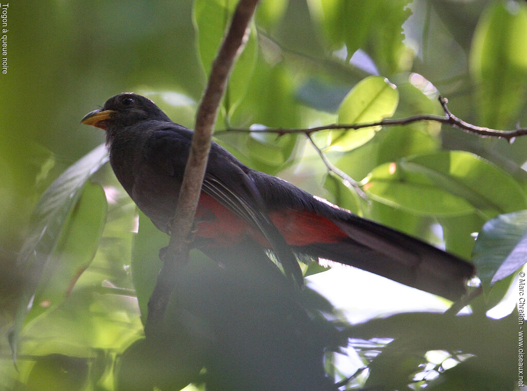 Trogon à queue noire femelle