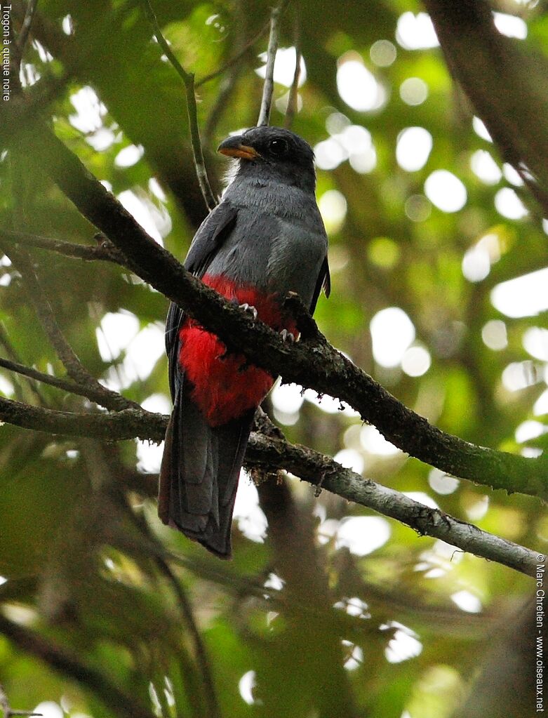 Trogon à queue noire femelle adulte