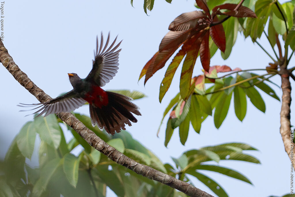 Trogon à queue noire, Vol