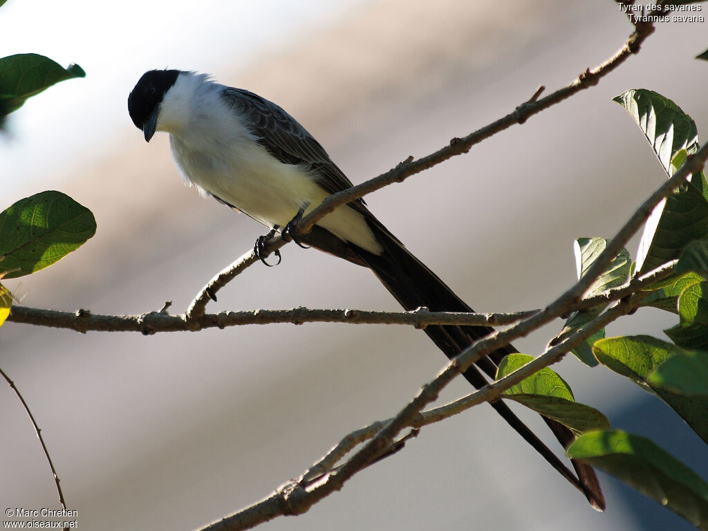 Fork-tailed Flycatcher