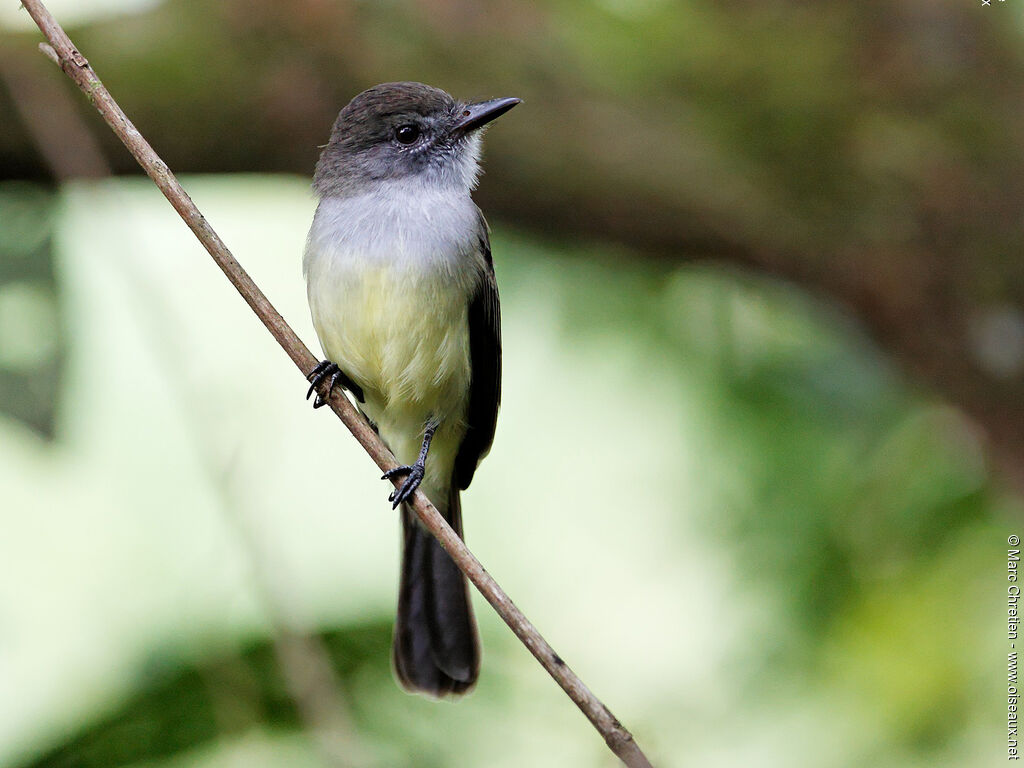 Short-crested Flycatcher