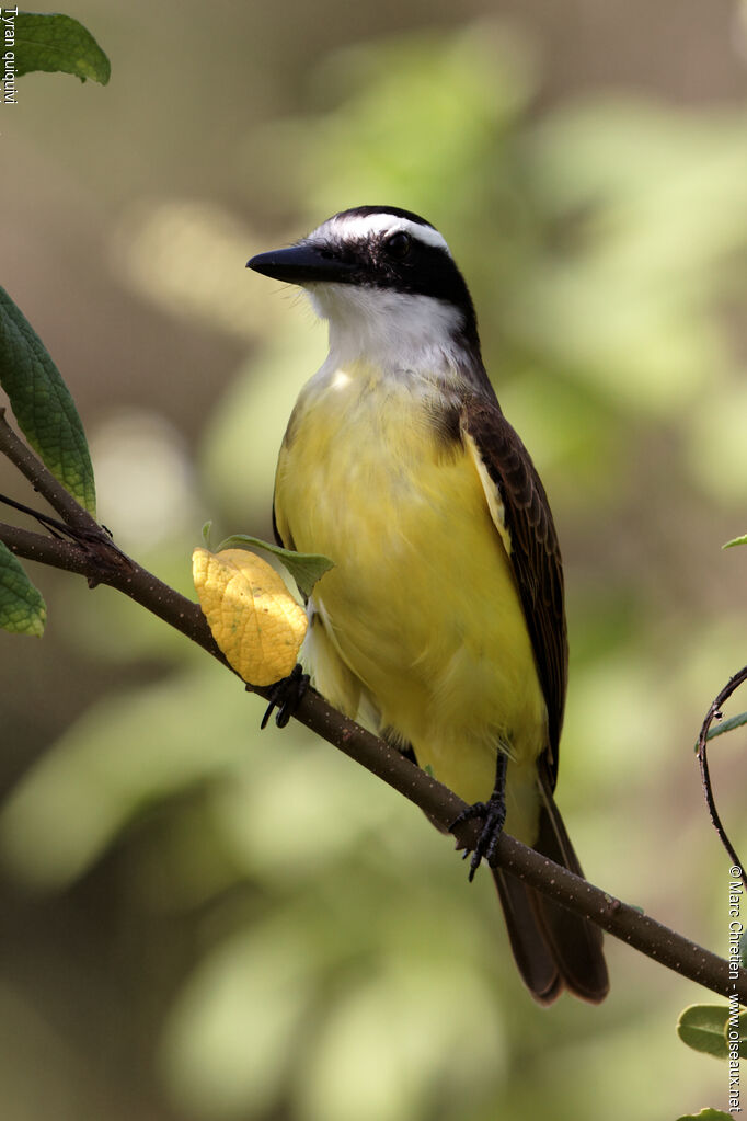 Great Kiskadee