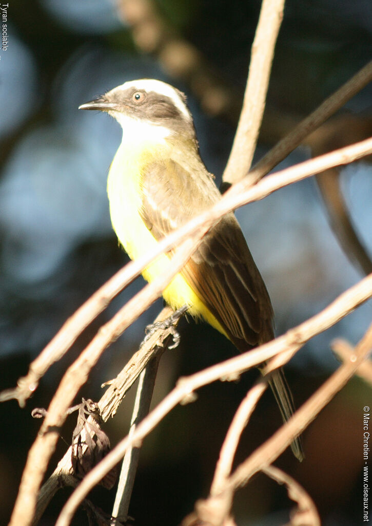 Social Flycatcher