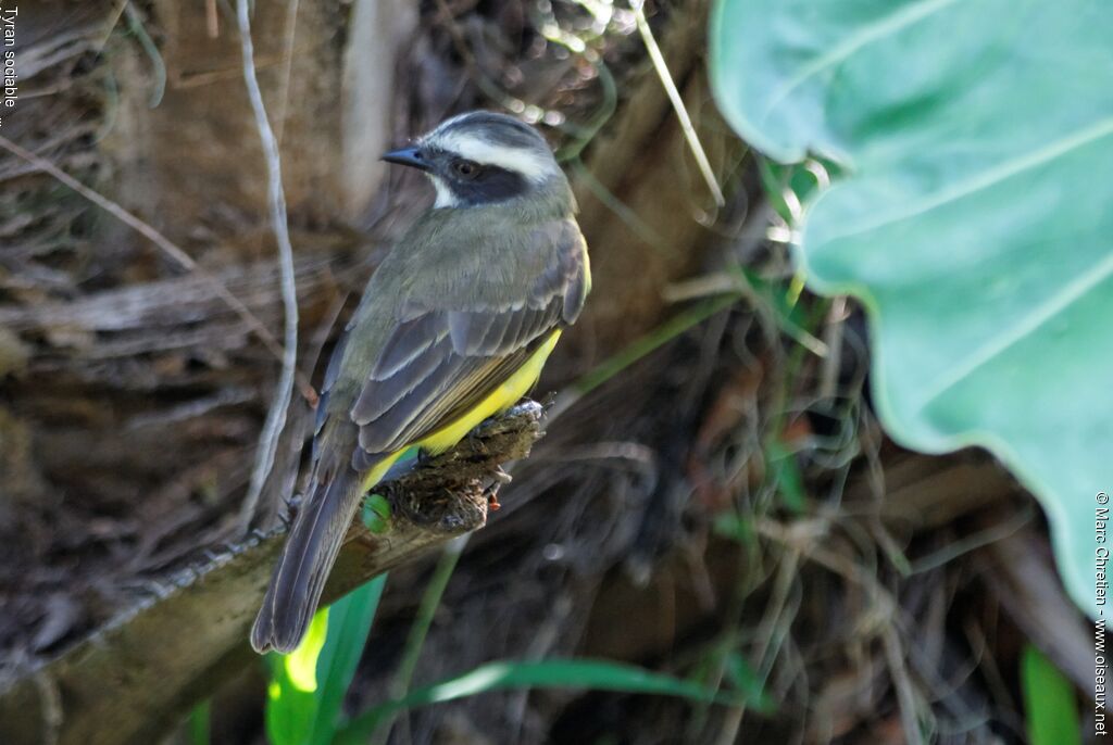 Social Flycatcher