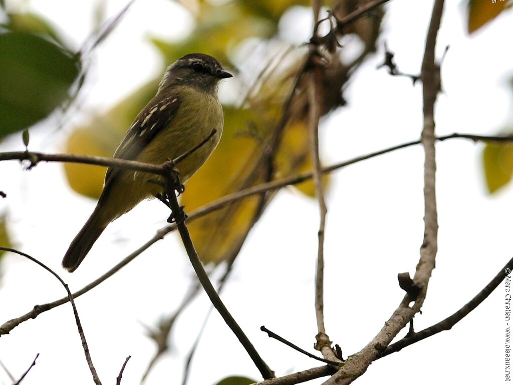 Tyranneau roitelet