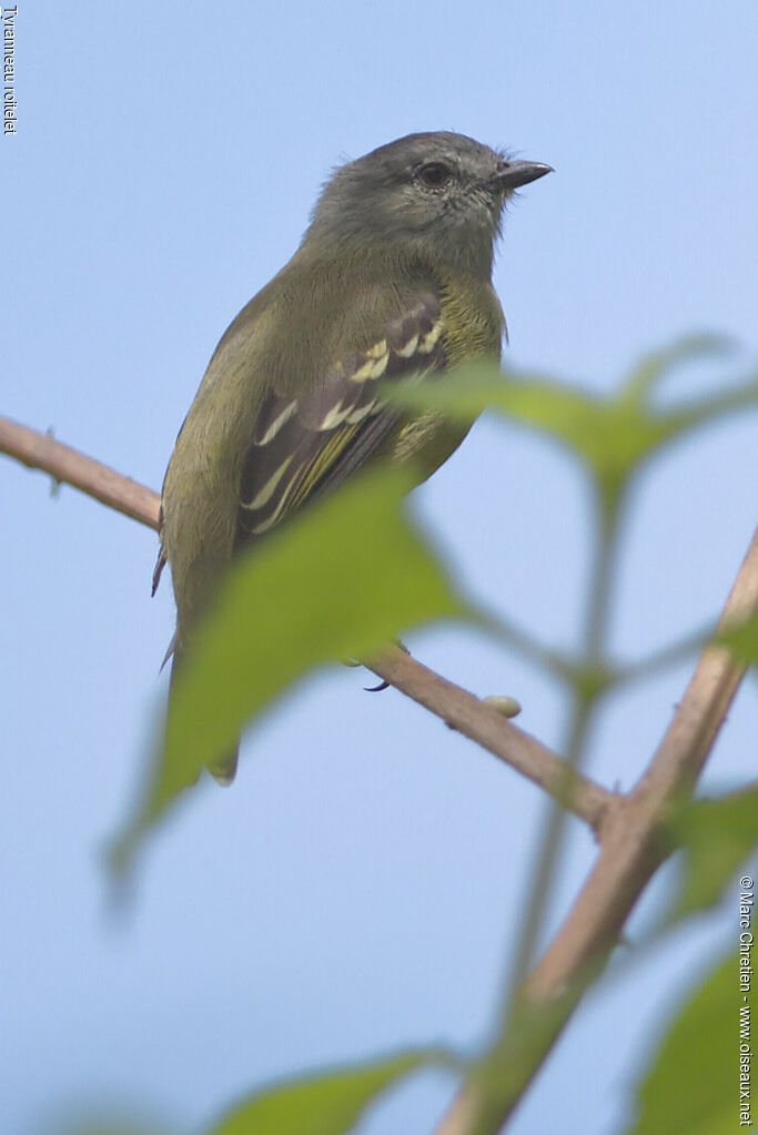 Yellow-crowned Tyrannuletadult