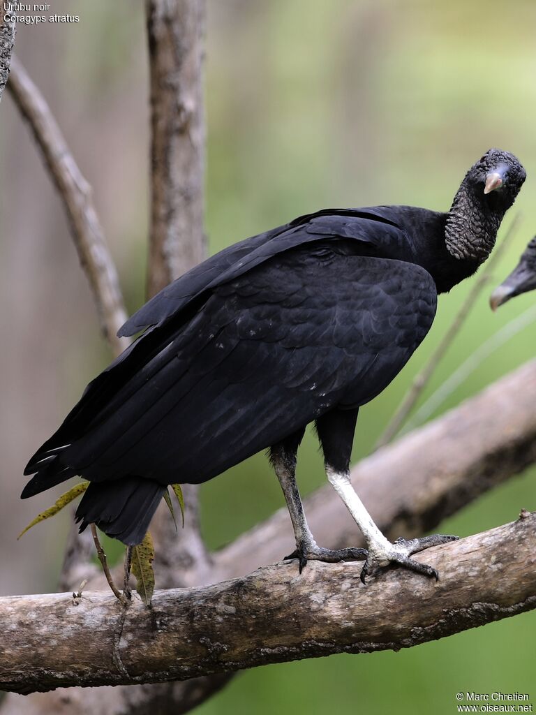 Urubu noir