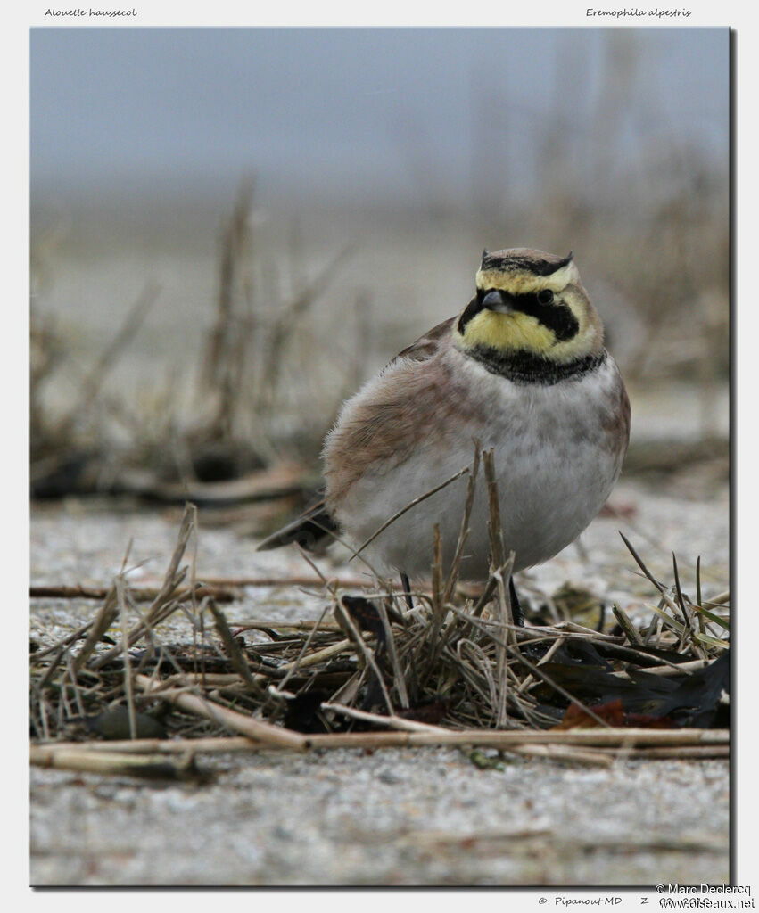 Horned Lark, identification