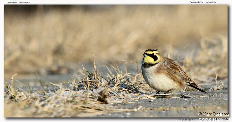 Horned Lark, identification