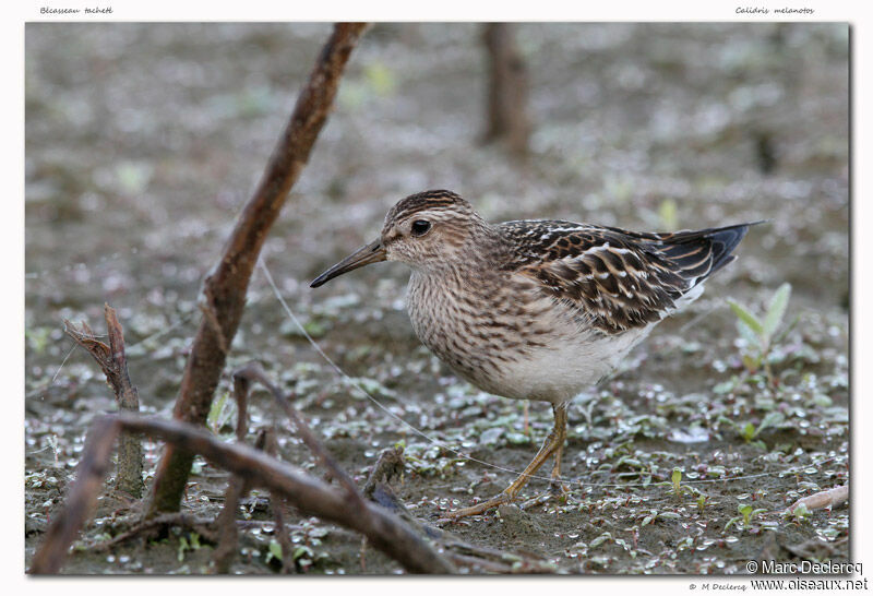 Bécasseau tacheté, identification