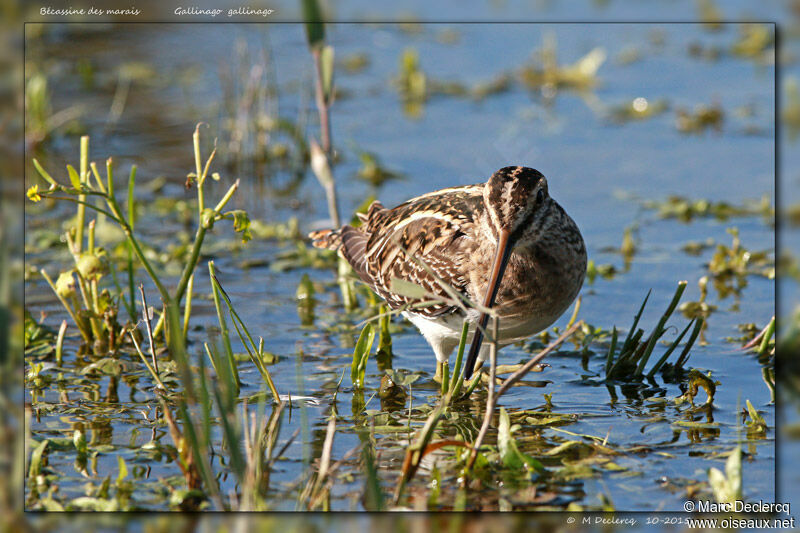 Bécassine des marais, identification