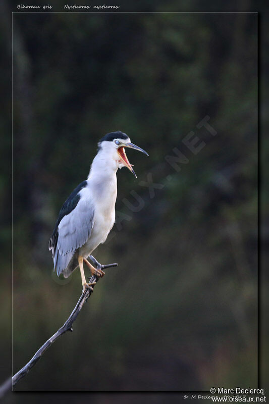 Black-crowned Night Heron