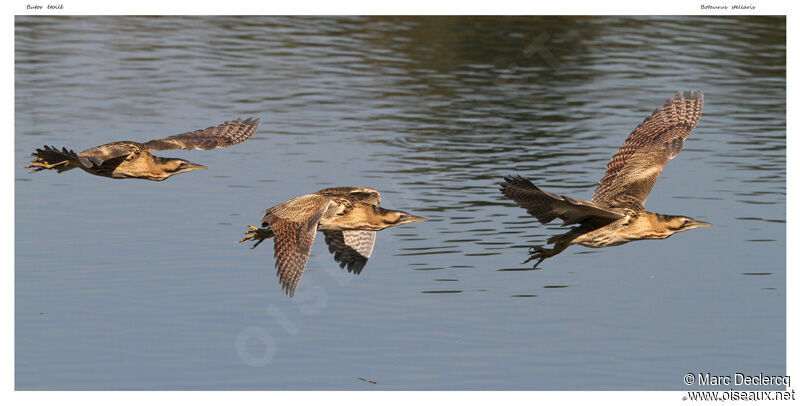 Eurasian Bittern, Flight