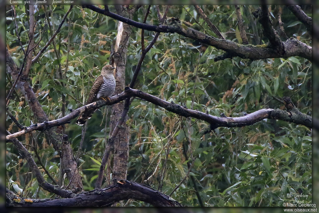 Common Cuckoo, pigmentation