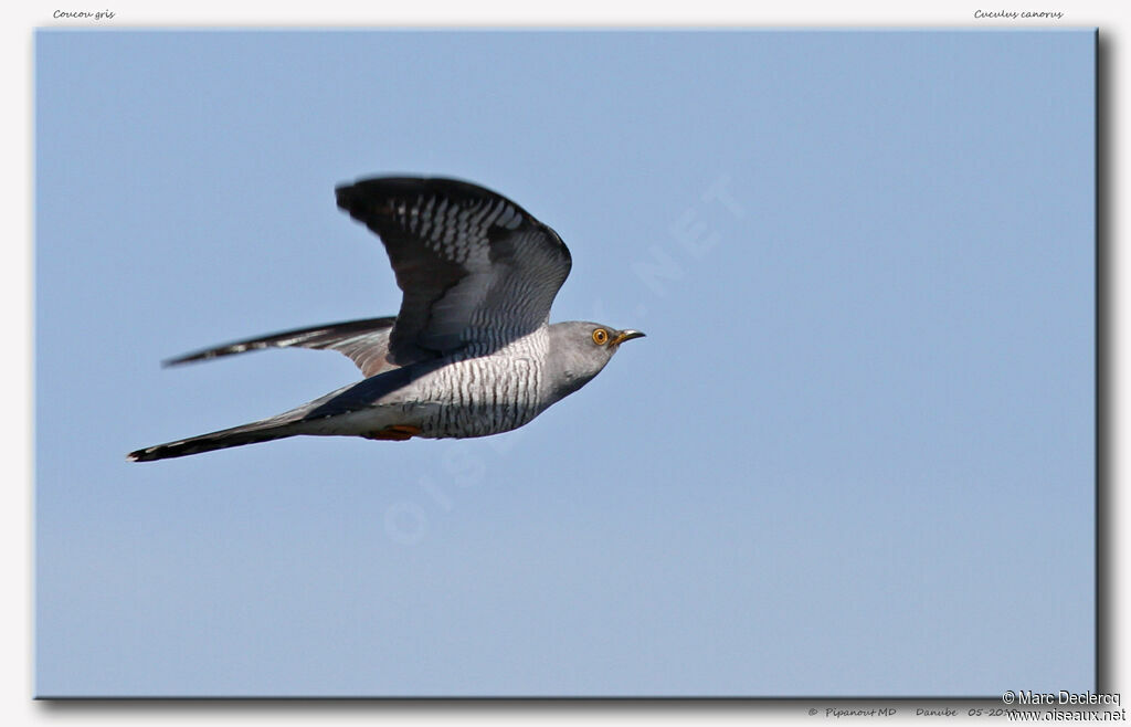 Common Cuckoo, Flight