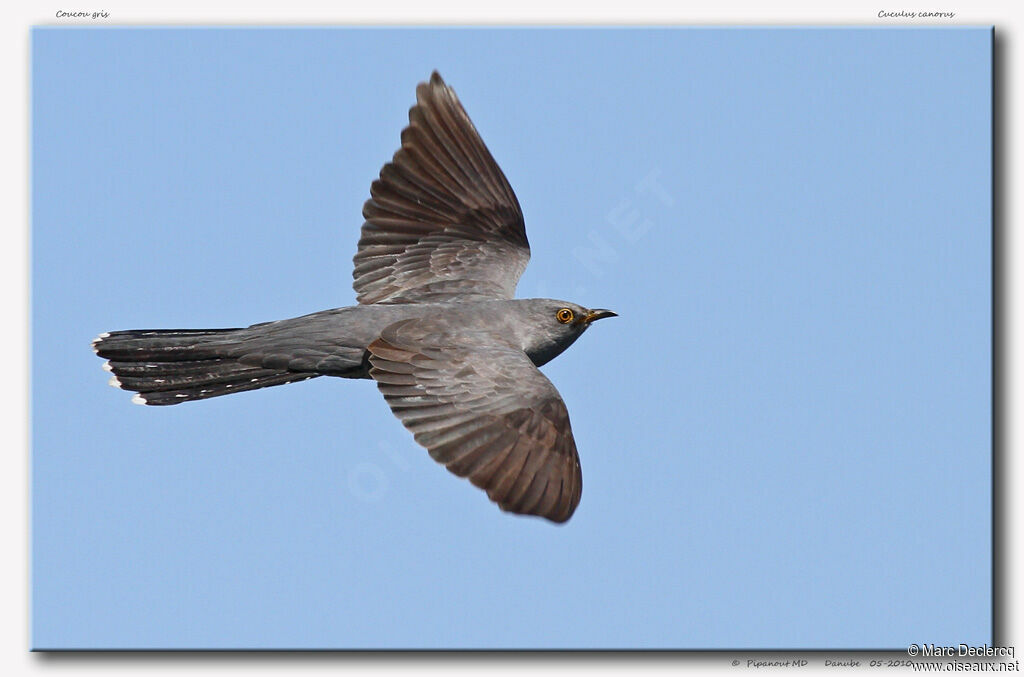 Common Cuckoo, Flight
