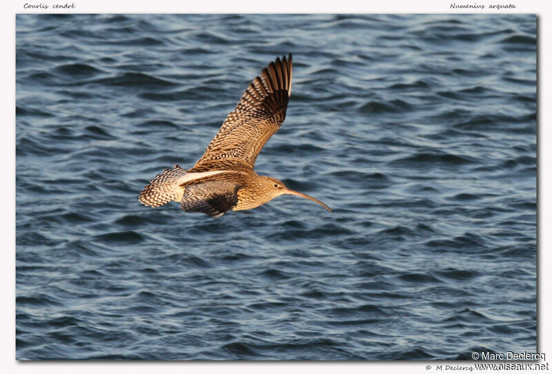 Eurasian Curlew, Flight