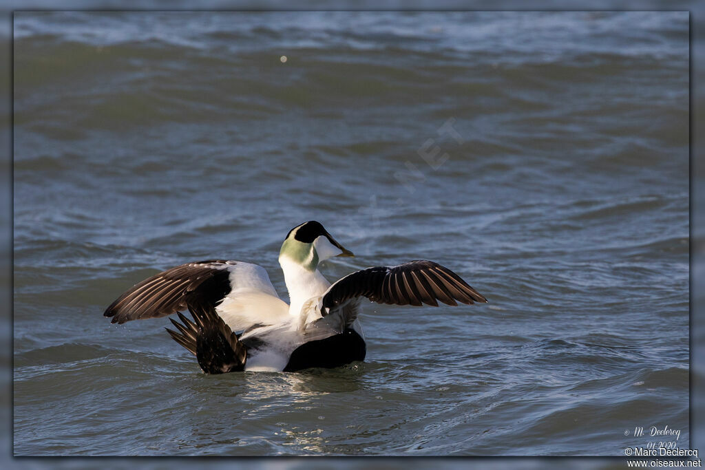 Eider à duvet