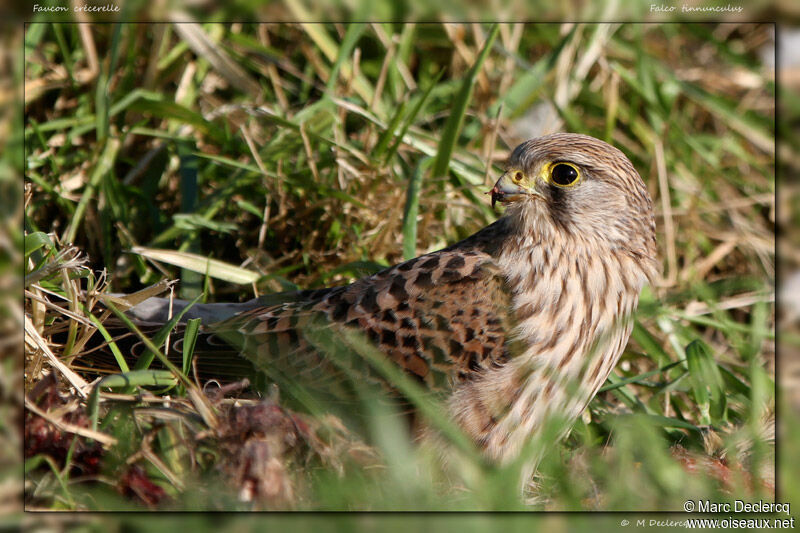 Faucon crécerelle, identification