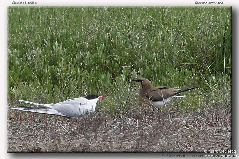 Collared Pratincole, identification