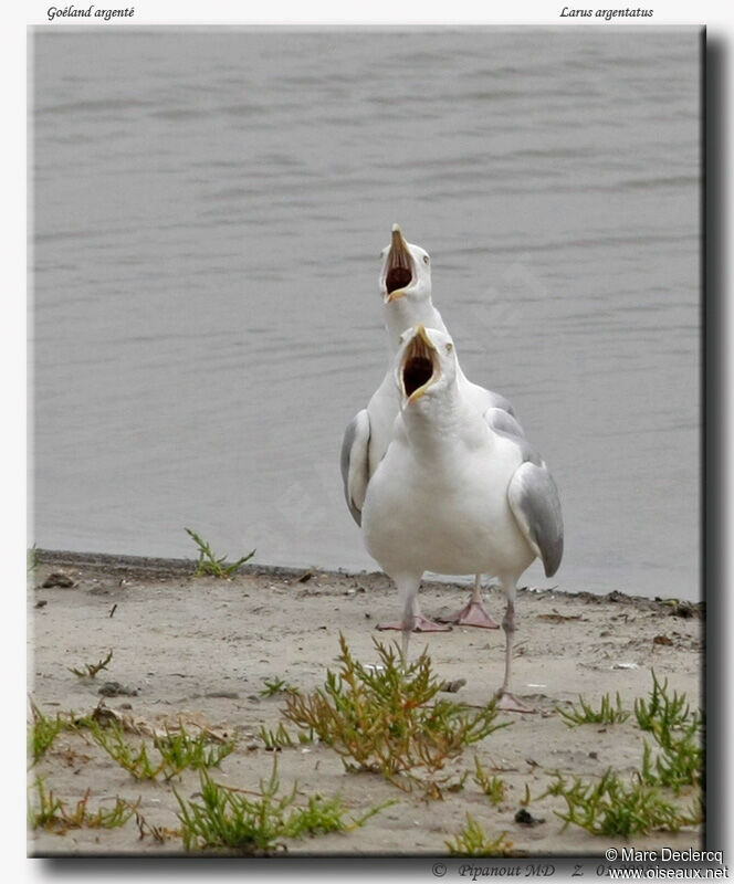 European Herring Gull, identification, Behaviour