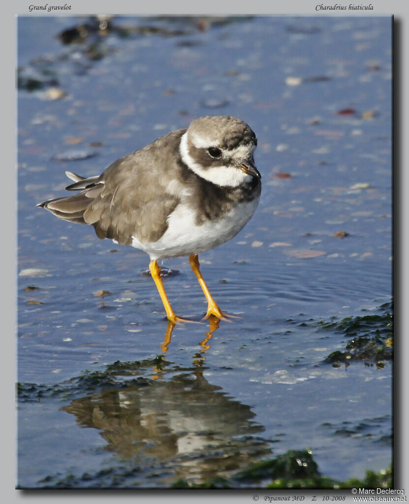 Common Ringed Plover
