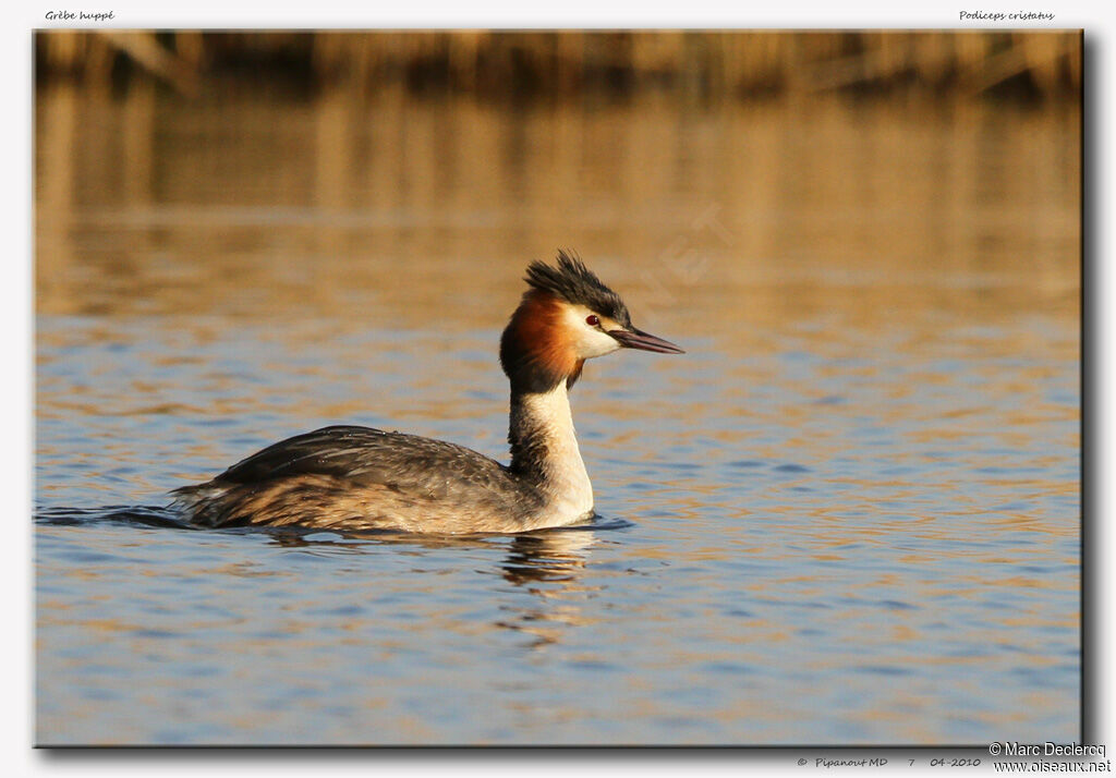 Great Crested Grebeadult
