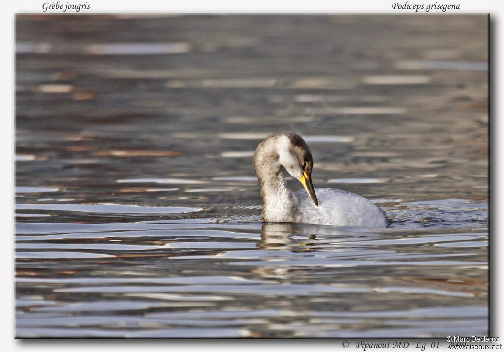 Grèbe jougris, identification, Comportement
