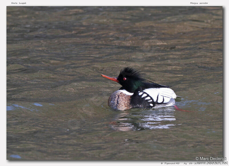 Harle huppé mâle adulte, identification