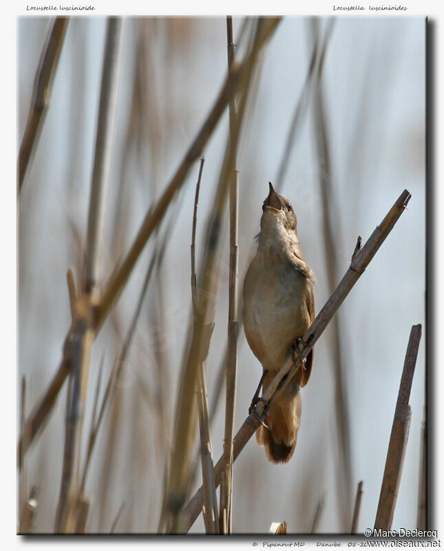 Savi's Warbler, identification, song