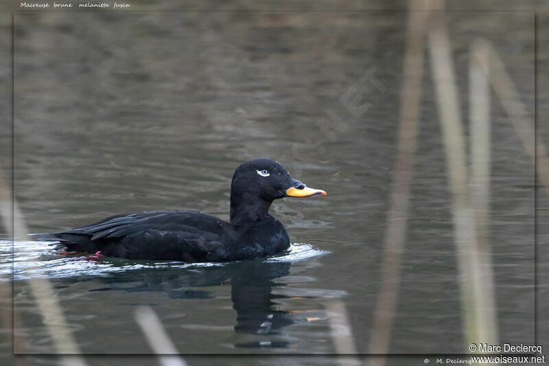 Velvet Scoter