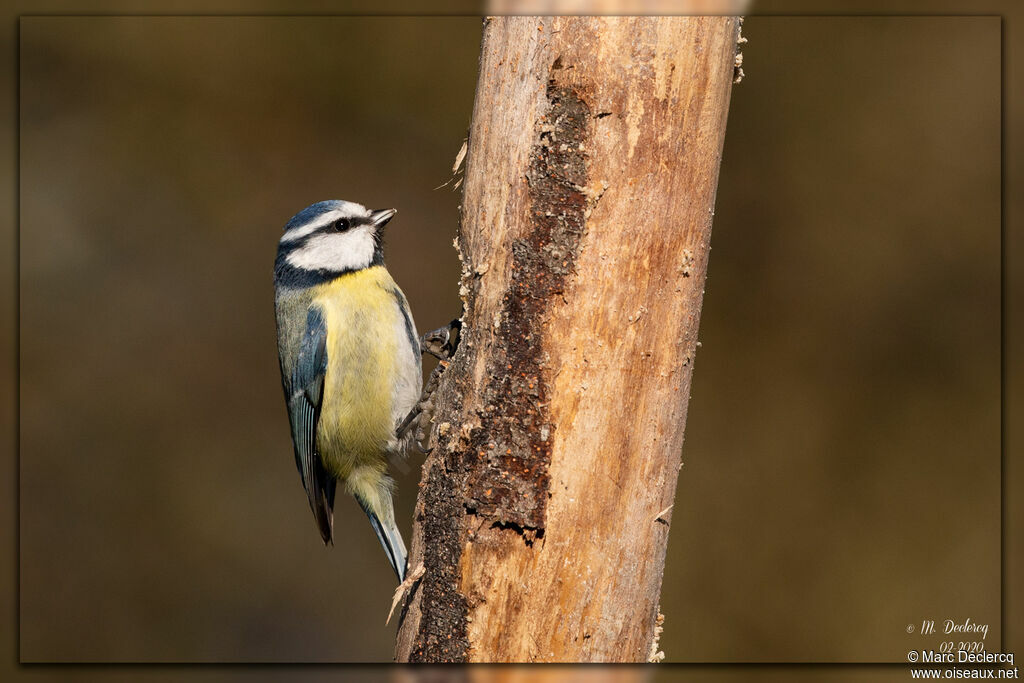 Mésange bleue