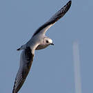 Mouette de Ross