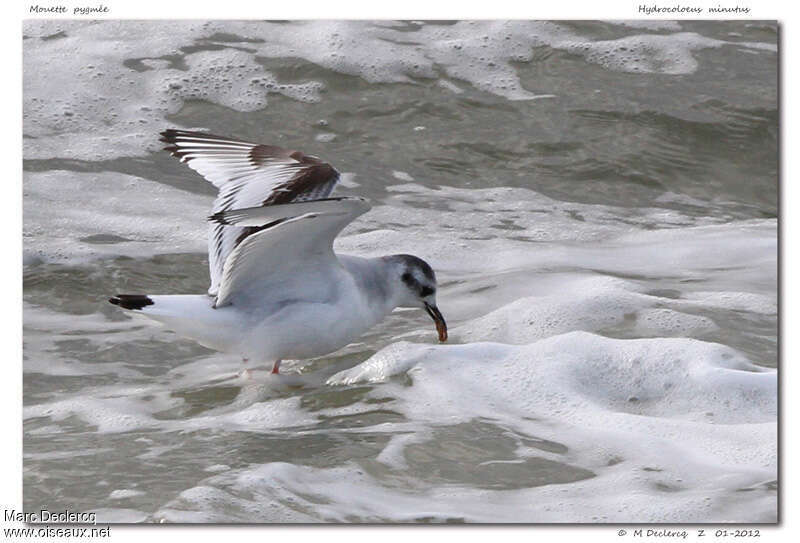 Little GullSecond year, feeding habits, fishing/hunting
