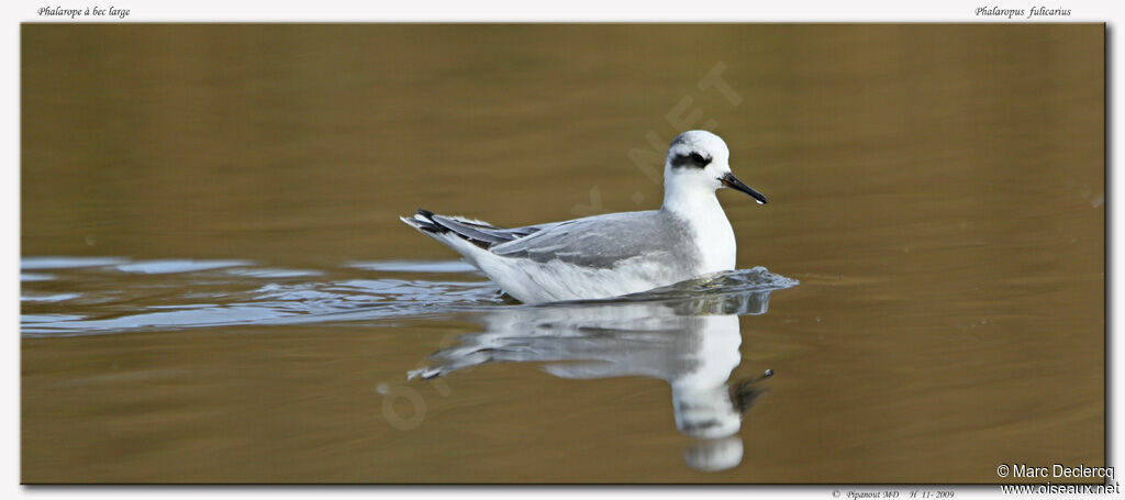 Phalarope à bec large, identification
