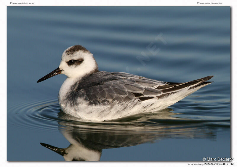 Phalarope à bec large, identification