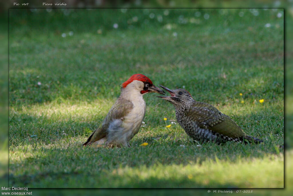 European Green Woodpecker, eats, Behaviour