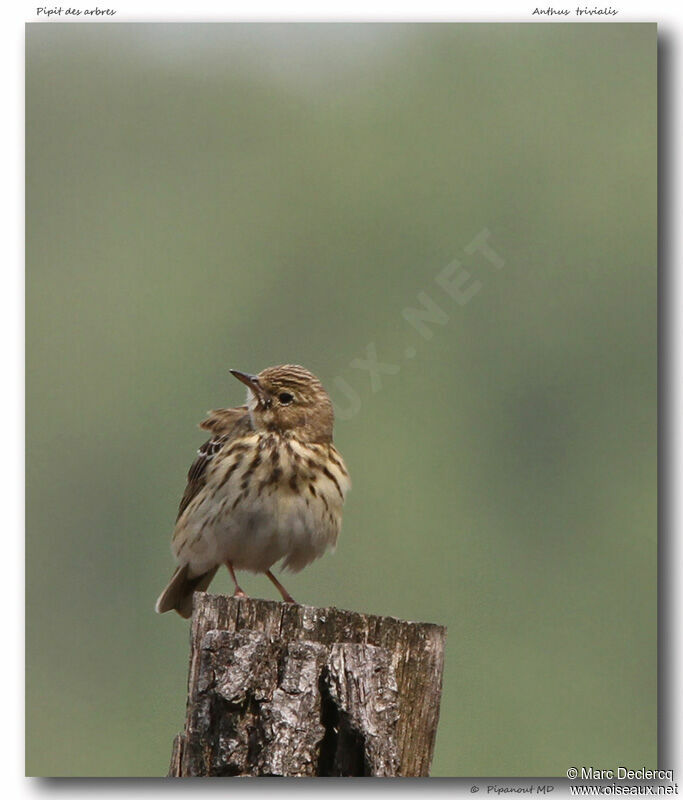 Pipit des arbres, identification
