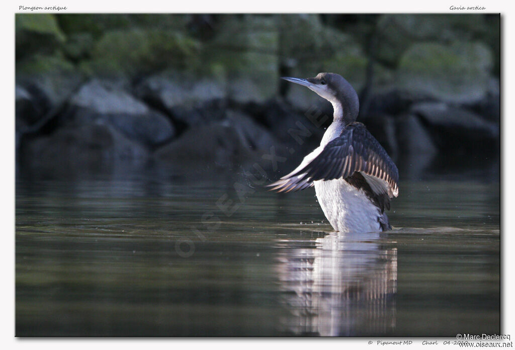 Plongeon arctique, identification, Comportement