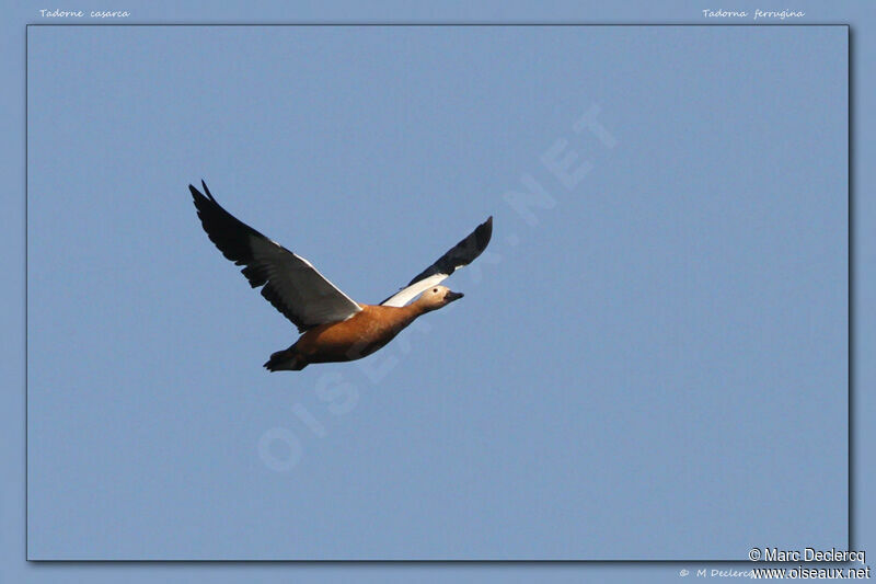 Ruddy Shelduck, Flight
