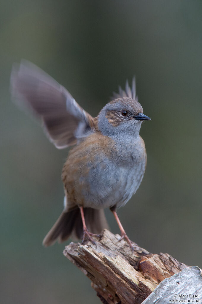 Dunnock male adult, identification, courting display