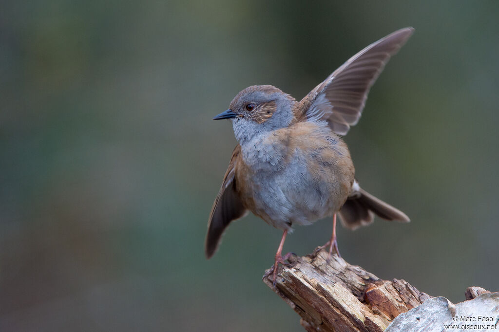 Dunnock male adult, identification, courting display