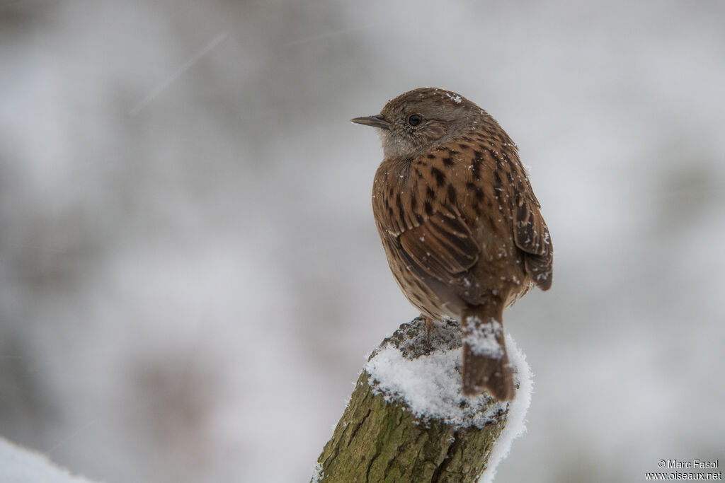 Accenteur mouchetadulte, identification