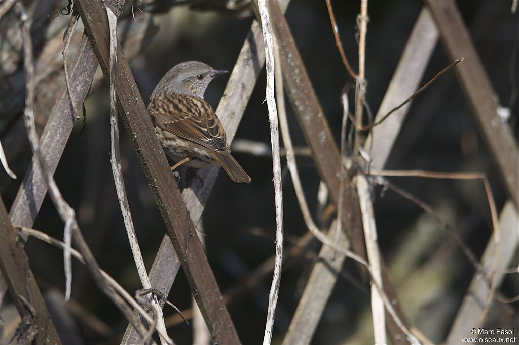 Dunnockadult, identification, Behaviour