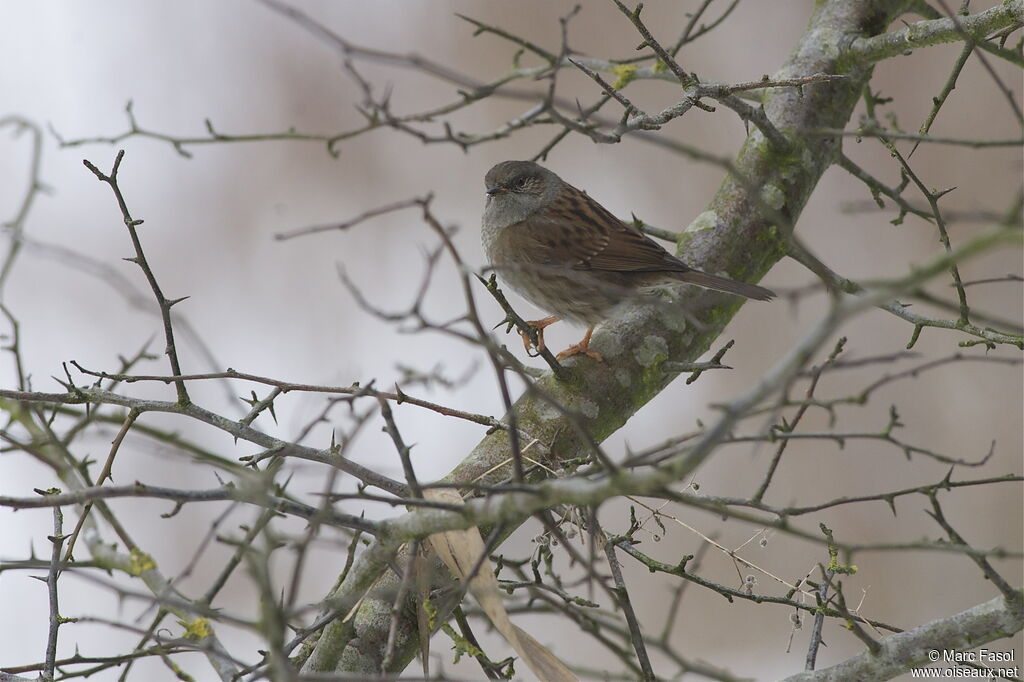 Dunnockadult, identification
