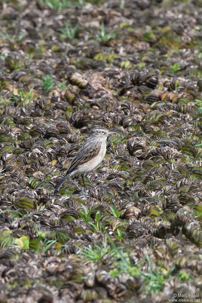 Ada clignot femelle adulte, identification