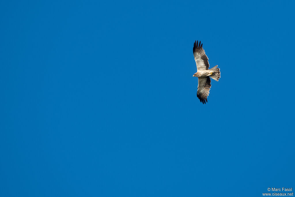 Aigle bottéadulte, Vol