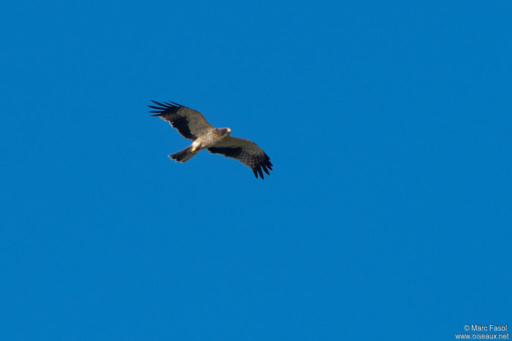 Aigle bottéadulte, Vol
