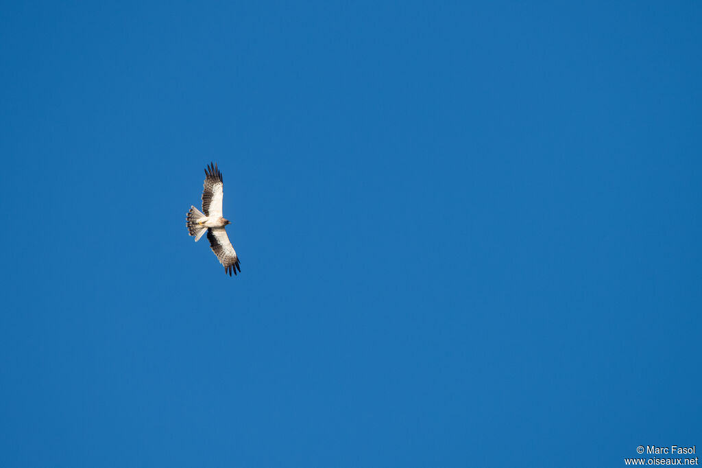 Aigle bottéadulte, Vol