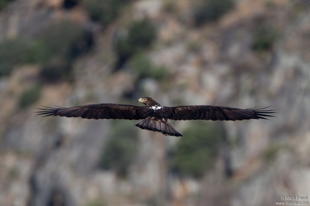 Aigle de Bonelli femelle adulte, Vol
